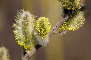Blooming magnificent bud of a willow, close-up. Macro.
