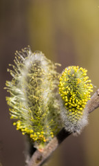 Blooming magnificent bud of a willow, close-up. Macro.