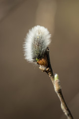  Blooming magnificent bud of a willow, close-up. Macro.