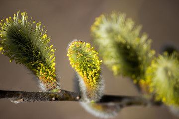 Blooming magnificent bud of a willow, close-up. Macro.