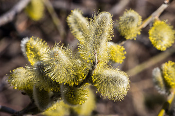 Blooming magnificent bud of a willow, close-up. Macro.