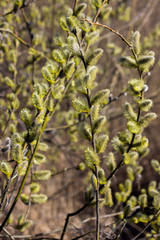  The branches of spring blooming willow are magnificent.