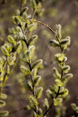  The branches of spring blooming willow are magnificent.
