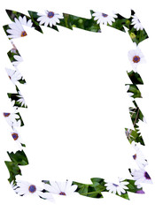 frame with white flowers and green leaves