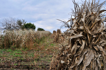 Corn Schocks