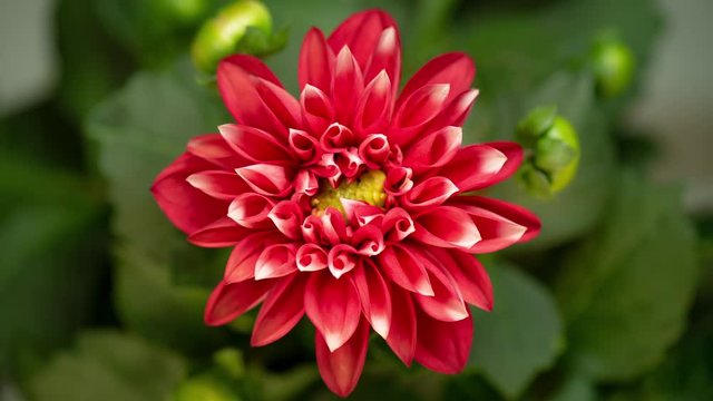 4K Time lapse of blooming Red Flower. Beautiful Dalia opening up. Timelapse of growing blossom big flower on green leaves background. Top view.