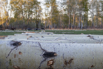 Aspen logs lying in a row on a small sawmill in the countryside. Close-up. In the background - spring forest.