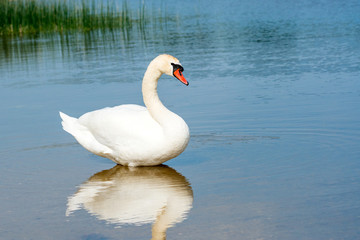 Fototapeta premium Swan resting in shallow water