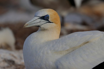 australasian gannet