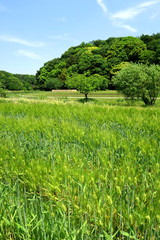 里山の初夏の大麦畑と森風景　