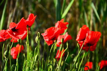 field of red poppies