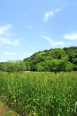 里山の初夏の小麦畑と森風景　