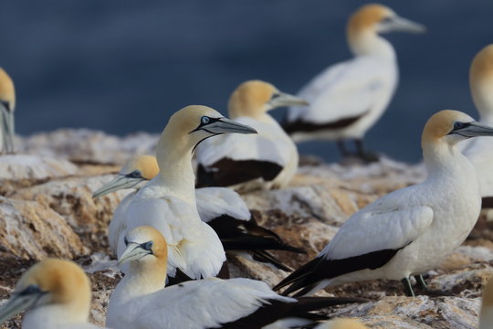 Australasian Gannet