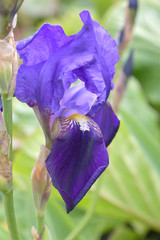 Un bel esemplare di iris, nel giardino di casa