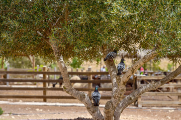 Pigeons are sitting on a branch of the olive tree.