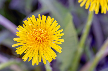 dandelion close-up with blurred background and toning