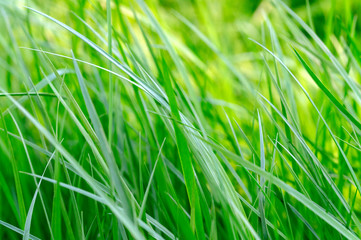 green grass bends in the wind close-up macro photo