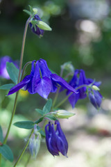 Purple bell flower