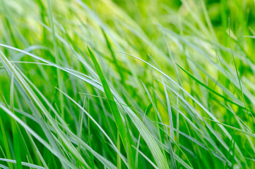 green grass bends in the wind close-up macro photo with blurred background