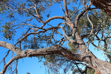 Fototapeta na wymiar gum (?) trees in australia