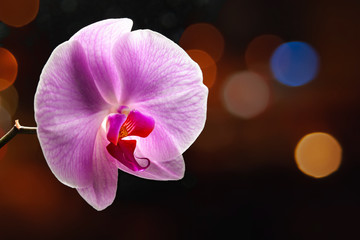 Purple orchid flower on a dark background with bokeh highlights. Phalaenopsis orchid flower against the background of the night city.