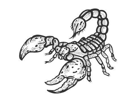 Scorpion sketch line art engraving vector illustration. Scratch board style imitation. Black and white hand drawn image.