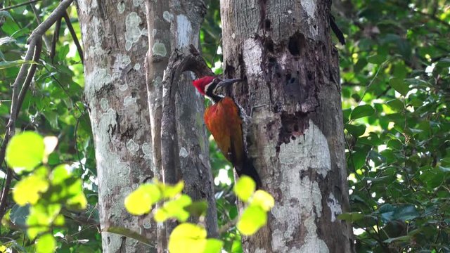Greater flameback woodpecker drilling bark tree finding food like insect in nature., Zoom in.