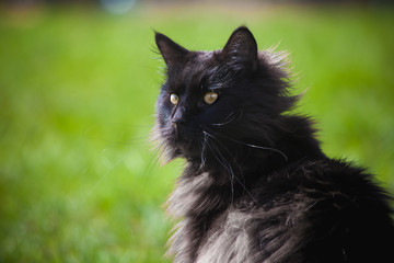 Adorable black Maine Coon cat on grass