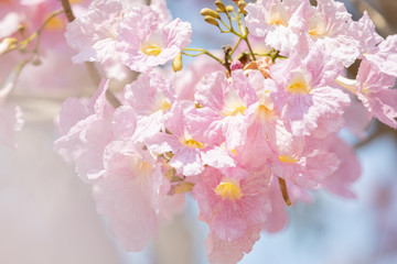 Obraz premium close up of Tabebuia rosea pink trumpet tree 