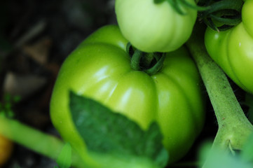 Organic tomatoes made with classical farming techniques