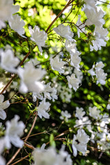 busch with white flowers in spring