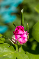 Unbroken rose bud