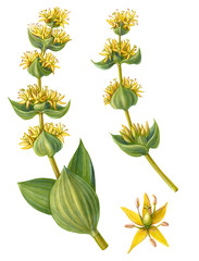 Gelbe Enzian-Bleistift-Illustration lokalisiert auf Weiß © Anna Repp