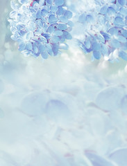 The lush bloom of pink hydrangea in the garden. Artistic tender photo.