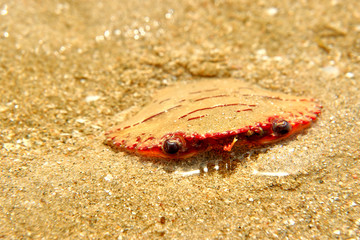 crab on the beach