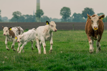 Obraz premium Rinder und Kälber rennen über die Weide