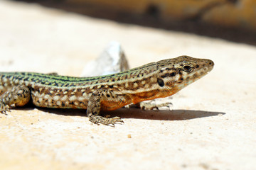 Portrait of a lizard from Ibiza Island.