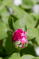 Unbroken rose bud