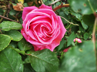 Pink rose in garden