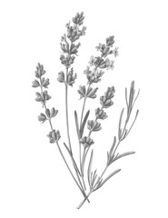 Fototapeta na wymiar Lavender Pencil Illustration Isolated on White