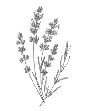 Lavender drawing hi-res stock photography and images - Alamy
