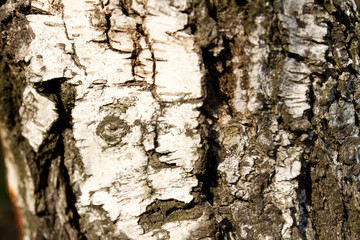 Macro Birch Tree I