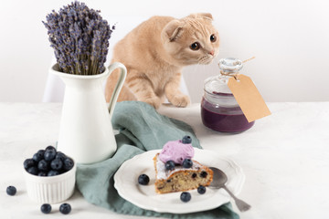Cat with blueberry jam in jar, cut of blueberry homemade cake with ice cream ball and lavender bouquet on white background. Copy space