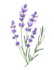 Lavender Pencil Illustration Isolated on White