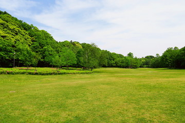 Fototapeta na wymiar 初夏の21世紀の森と広場の草原と林風景