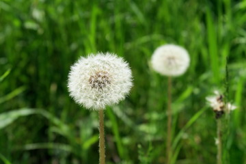 野原の蒲公英の綿毛