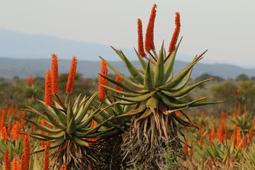 Typical Eastern Cape winter landscape with bright reddish orange flowering Aloe ferox plants.