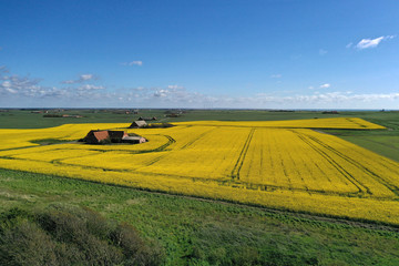 rapefields frome a drone perspective