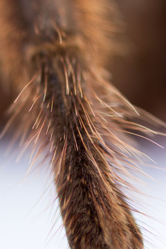 Spider tarantula Phormictopus auratus closeup. Photo dangerous spiders foot with brown hairs. Macro on a white background