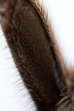 Spider tarantula Phormictopus auratus closeup. Photo dangerous spiders foot with brown hairs. Macro on a white background